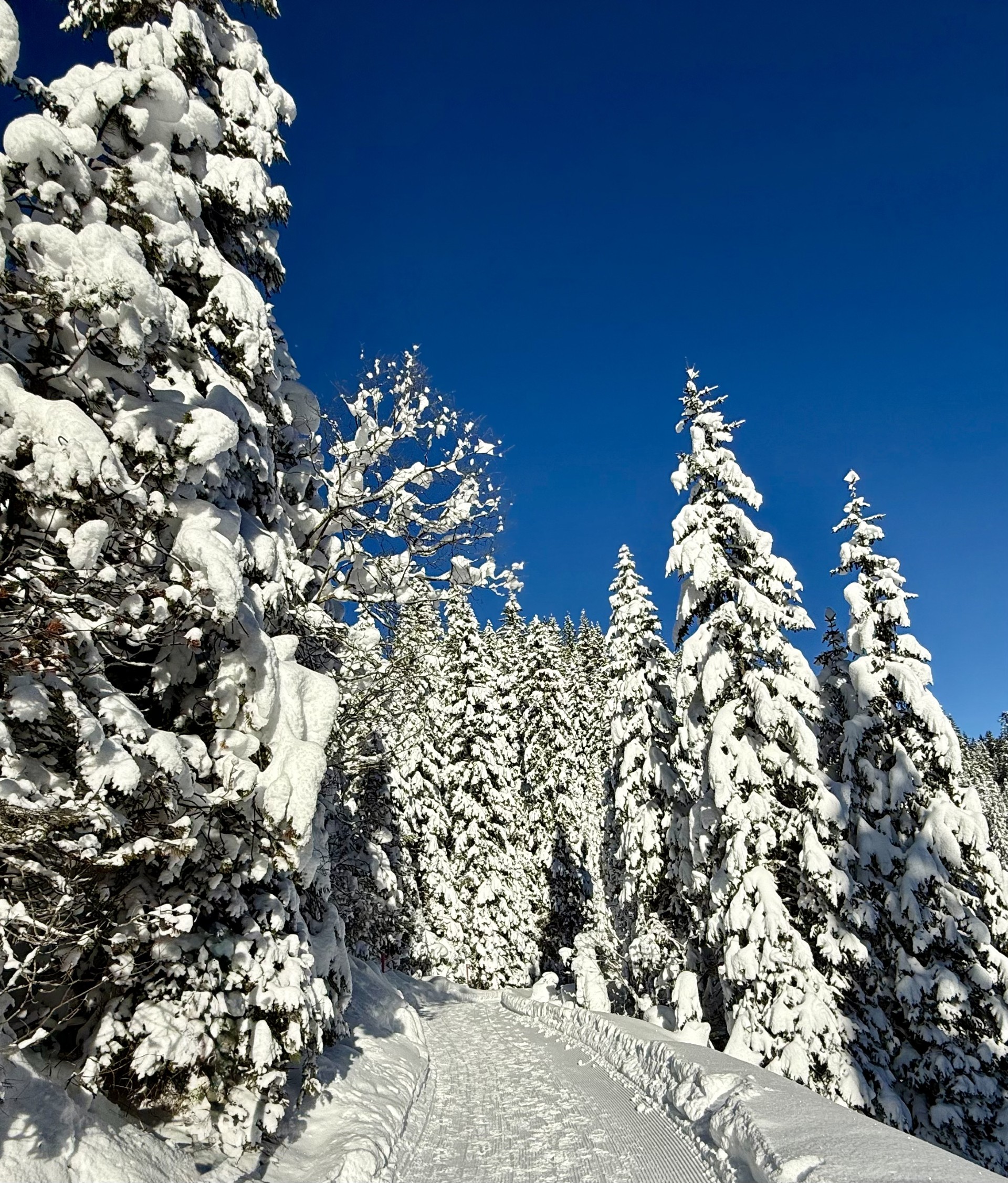 Verschneite Tannen in Arosa